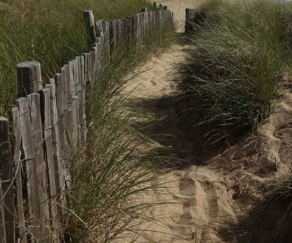 Chemin dans les dunes